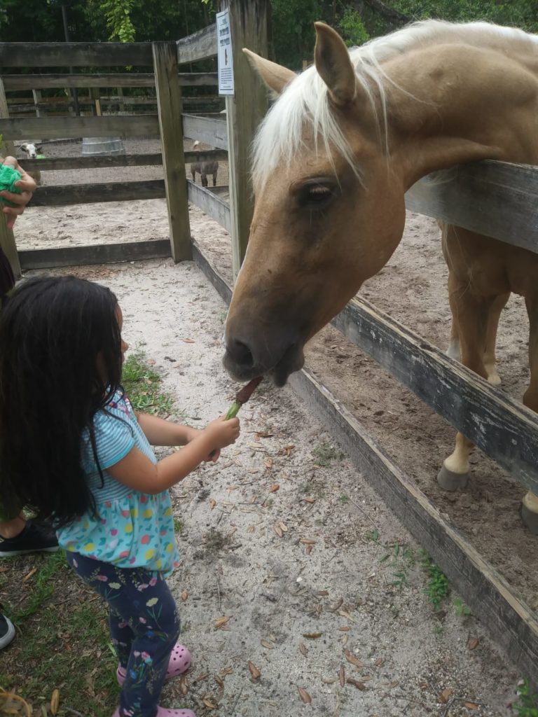 Child feeding a carrot to a horse