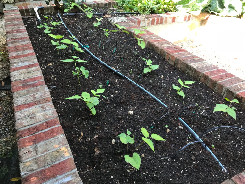 Two rows of young green bean plants