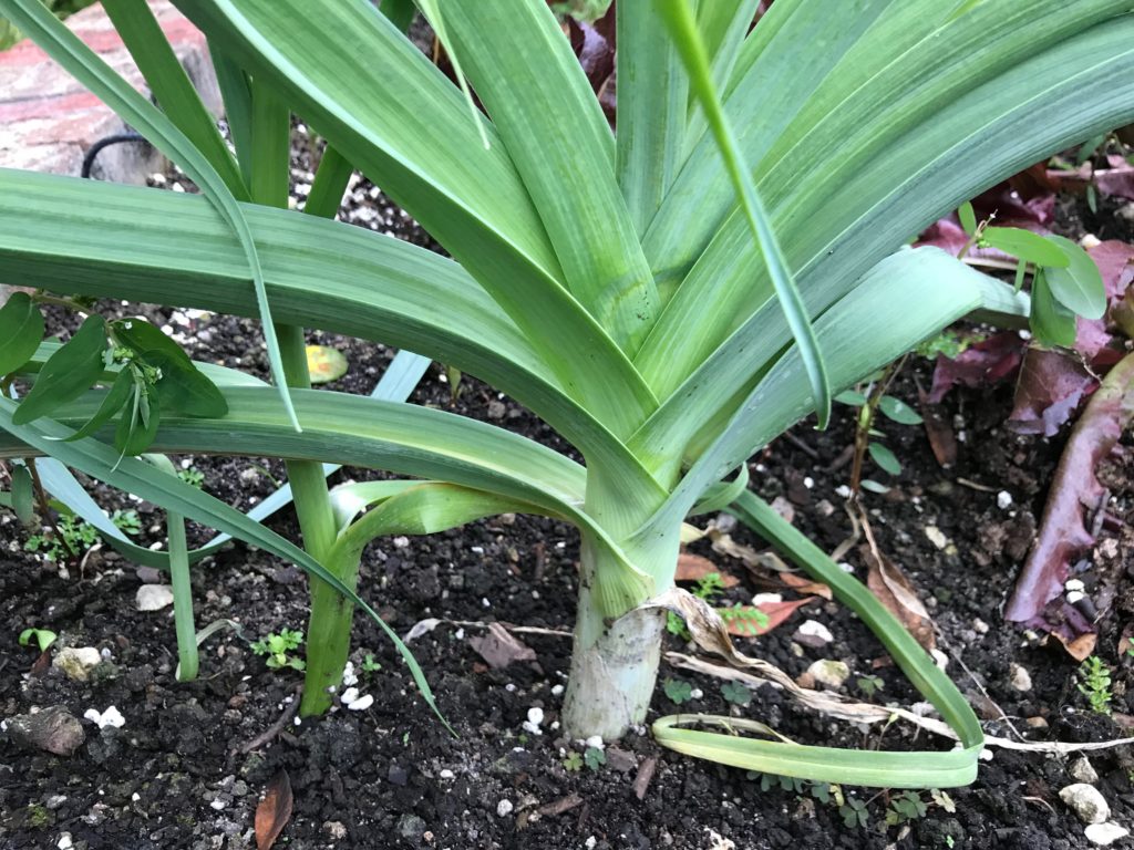 Leek growing in garden bed