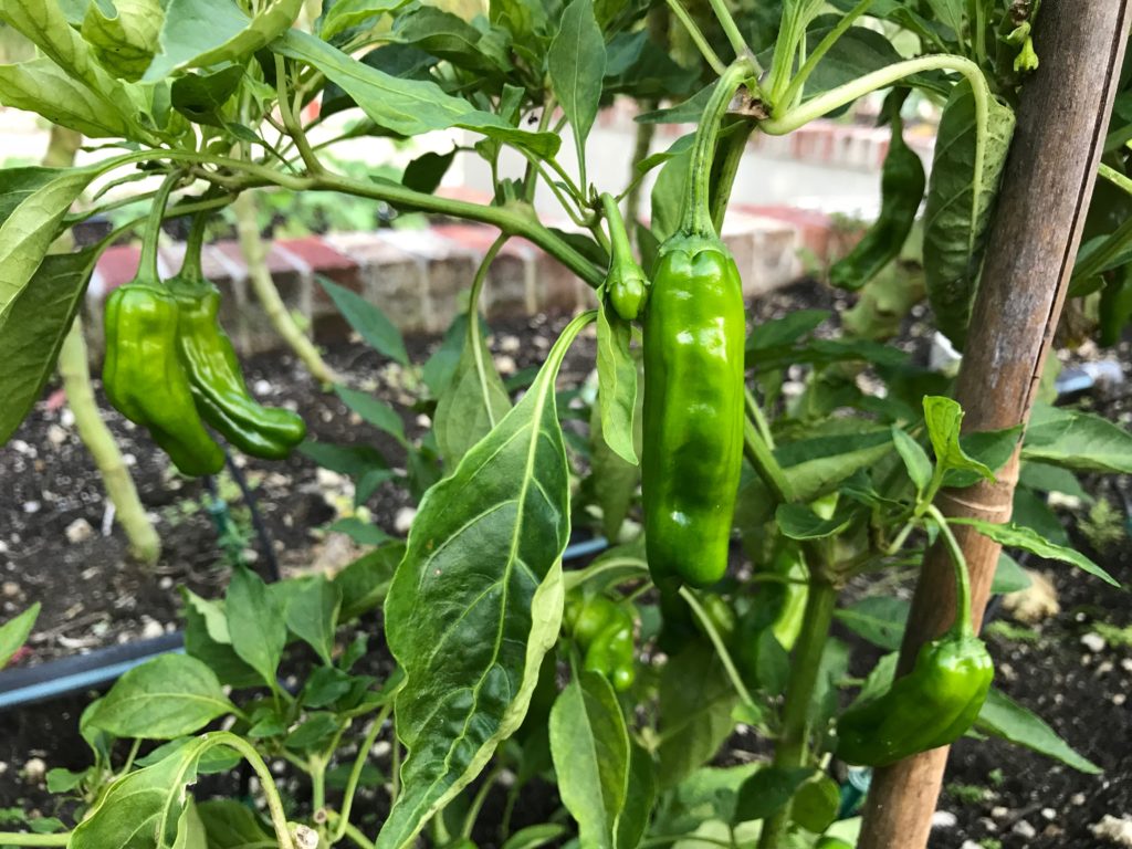 Shishito peppers on a bush