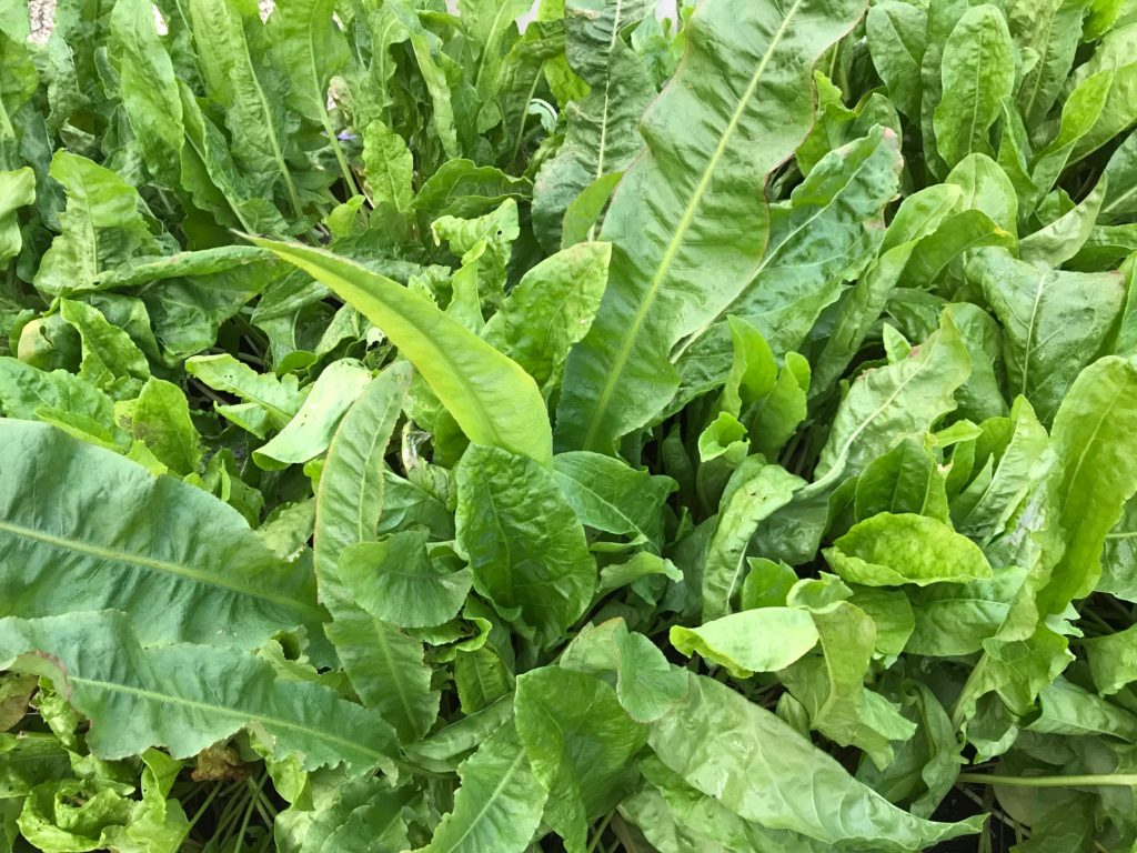 Crop of French sorrel 