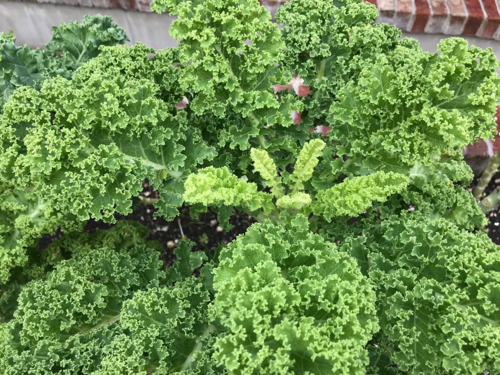 curly kale plant