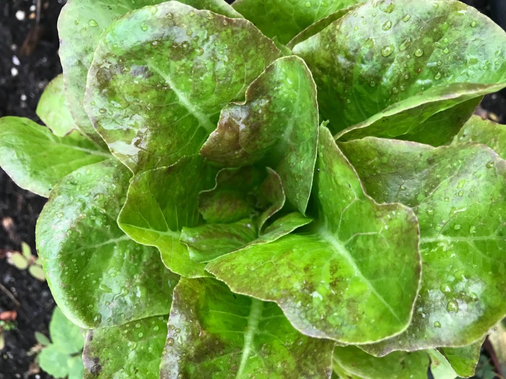 Head of butterhead lettuce