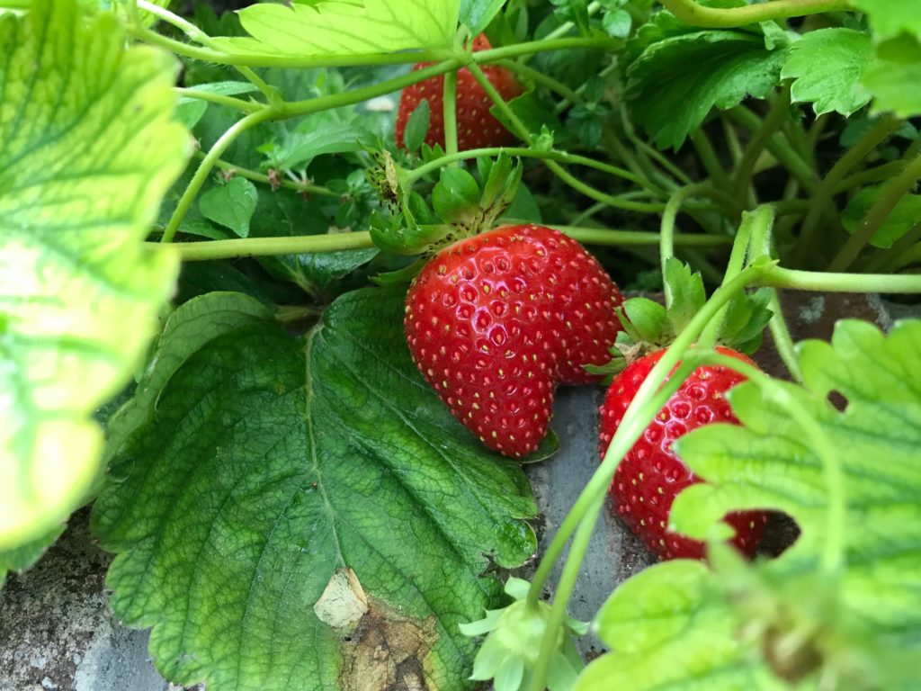 Ripe strawberries on a bush