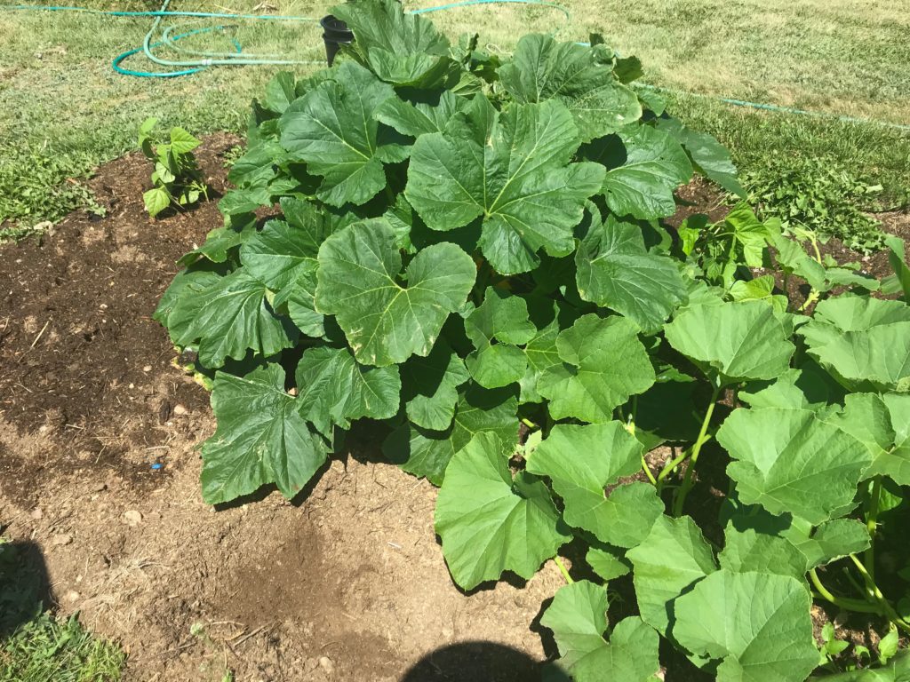 Large compost pile with squash plant