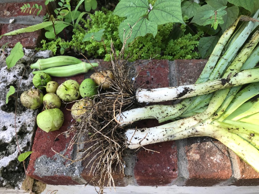 Harvested leeks with other veggies