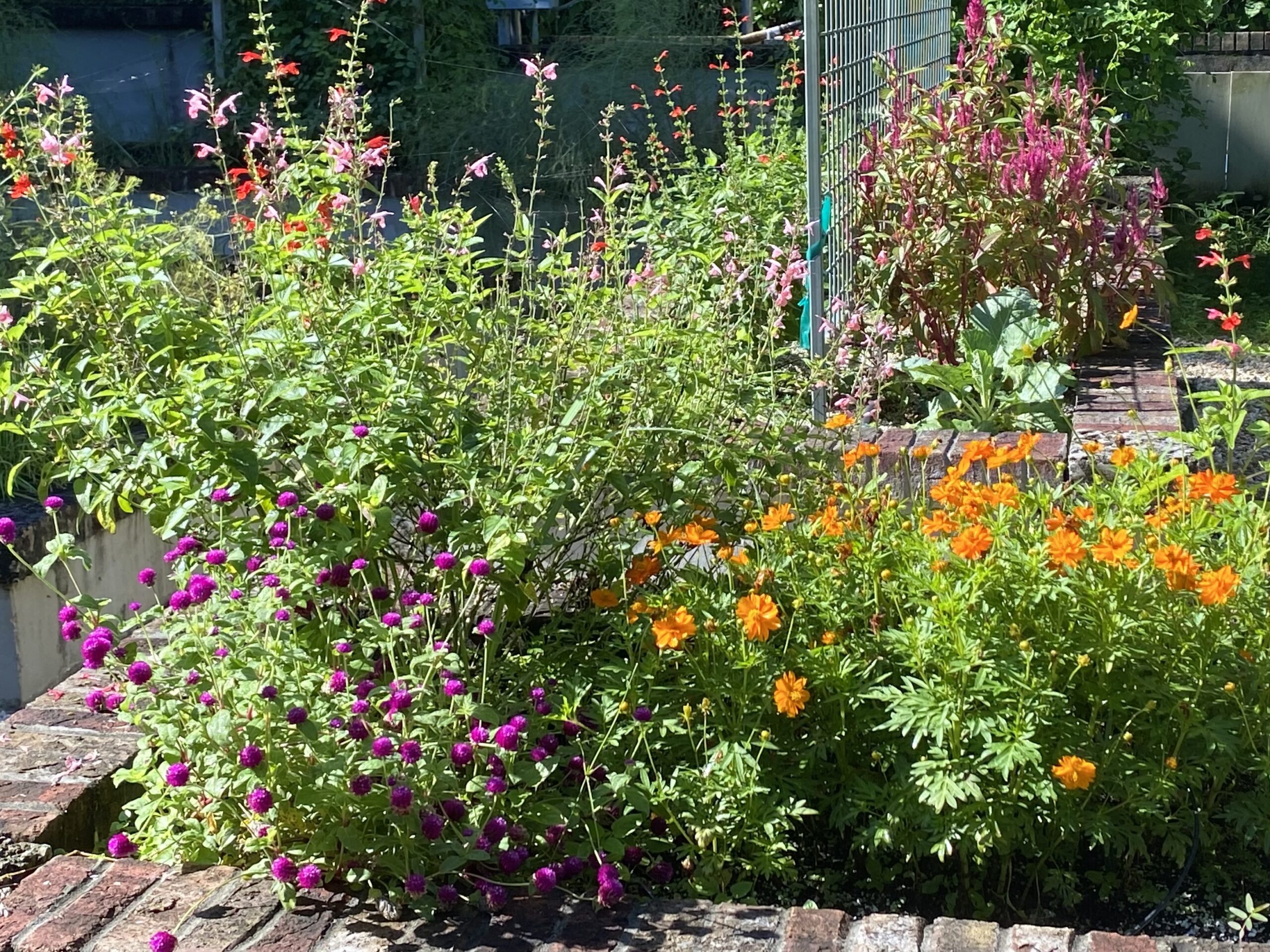 A variety of flowers in garden beds