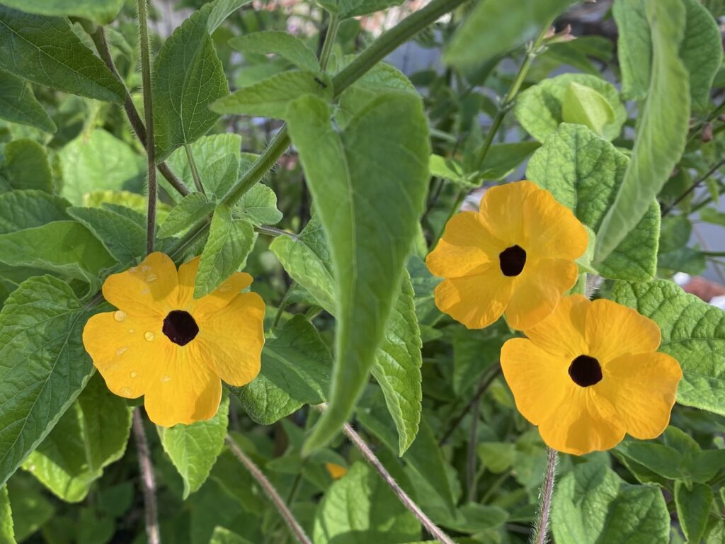 Three small yellow and black flowers on vine